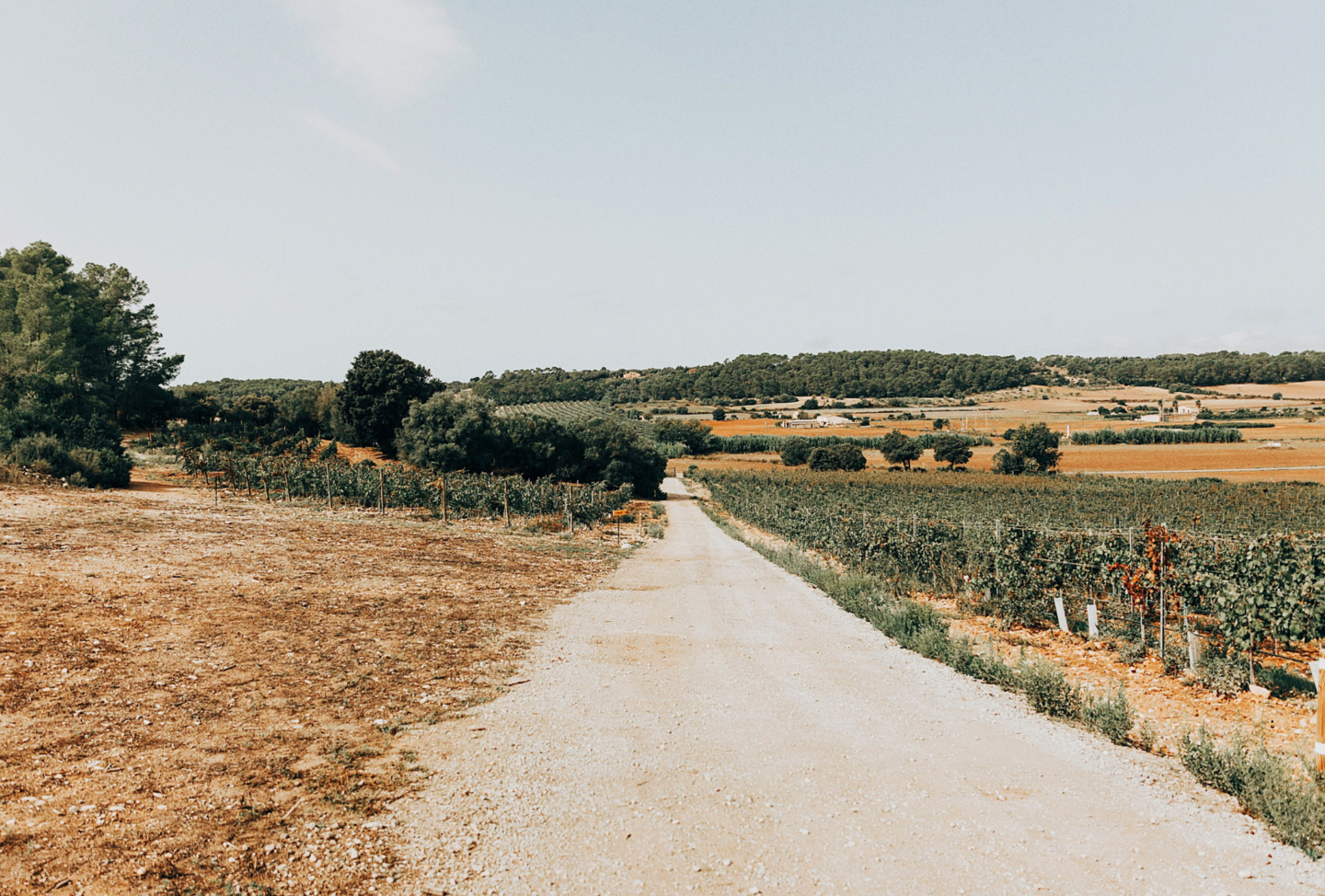 Finca walk path 1